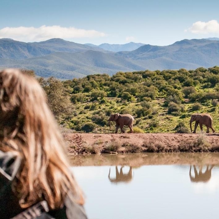 Buffelsdrift elephants