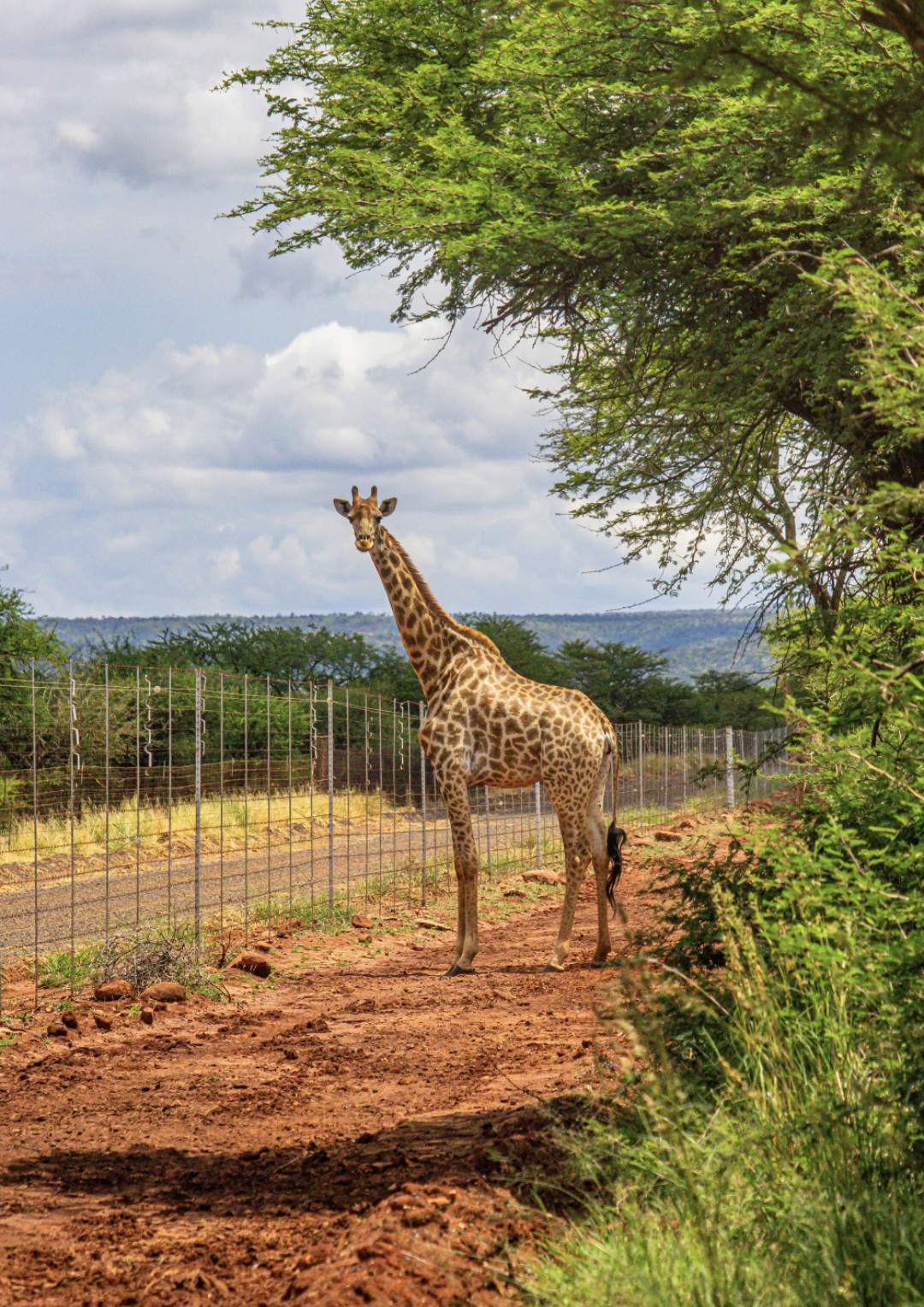 maroela lodge giraffe 