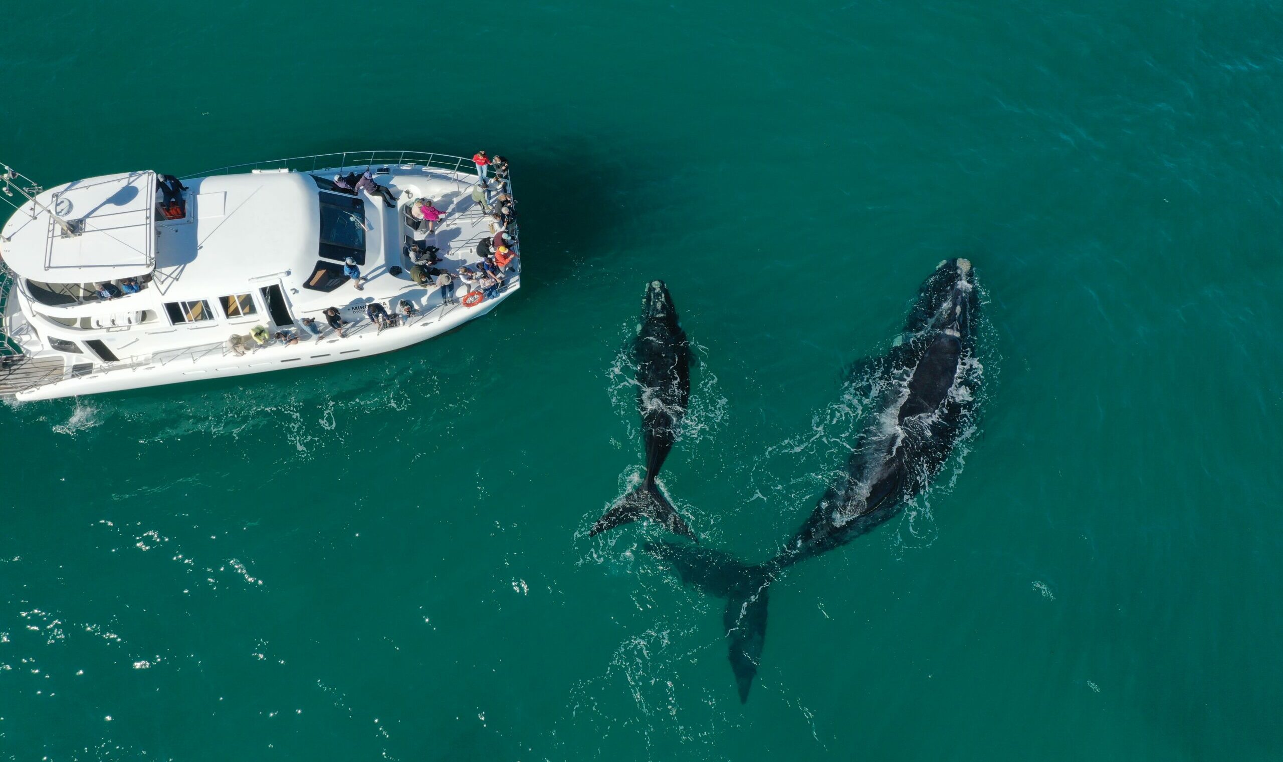 boat tour Hermanus