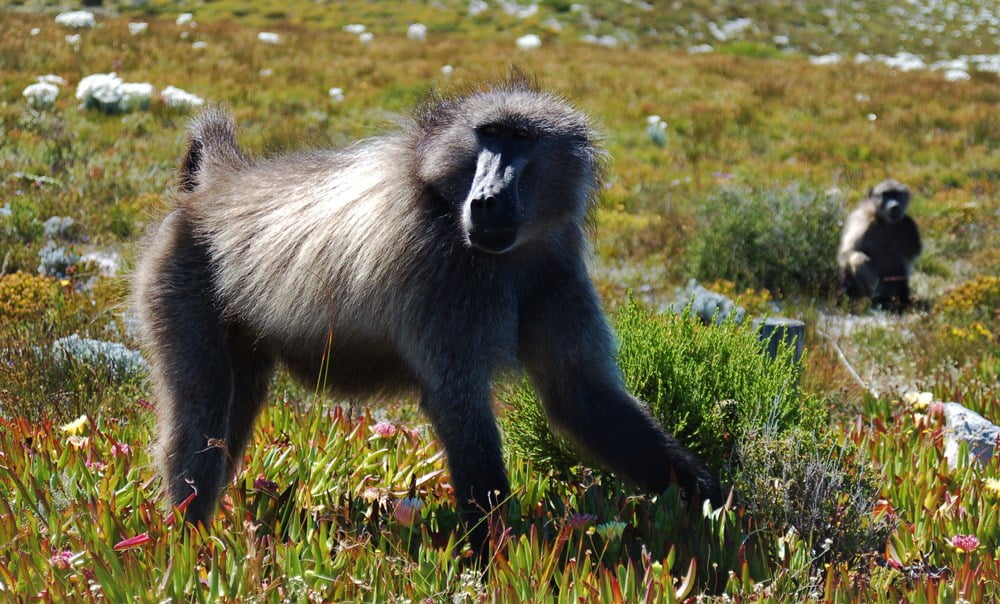 Cape Point baboons