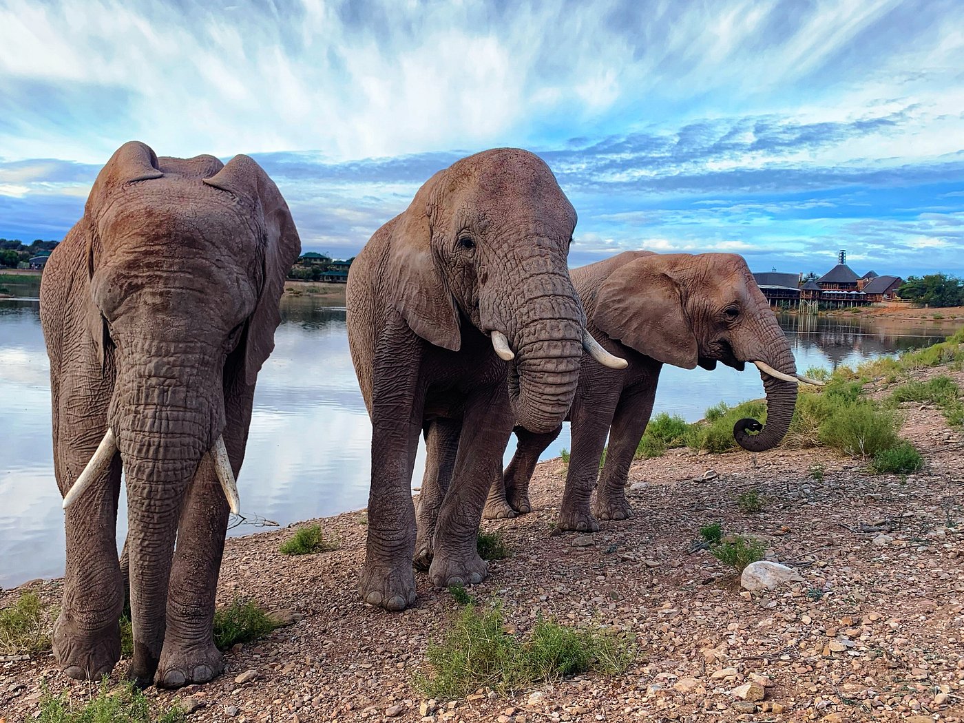 elephants