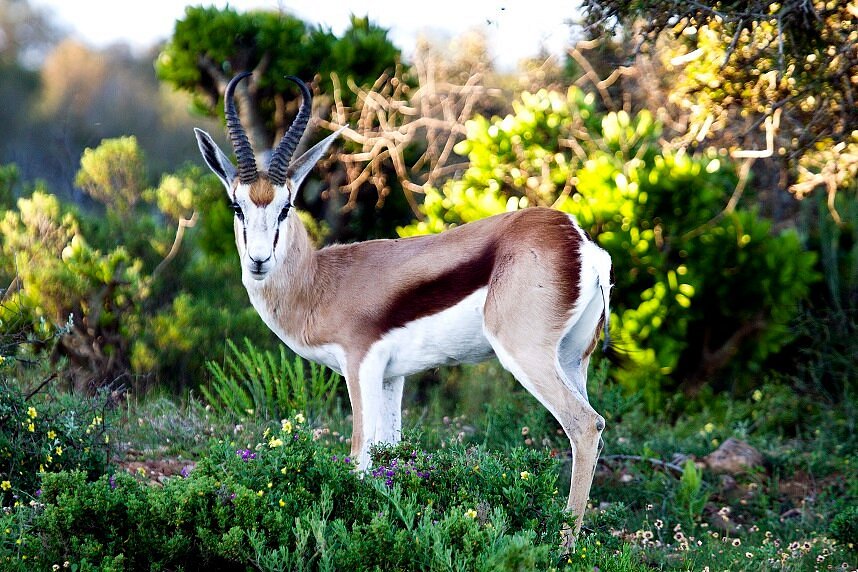 springbok