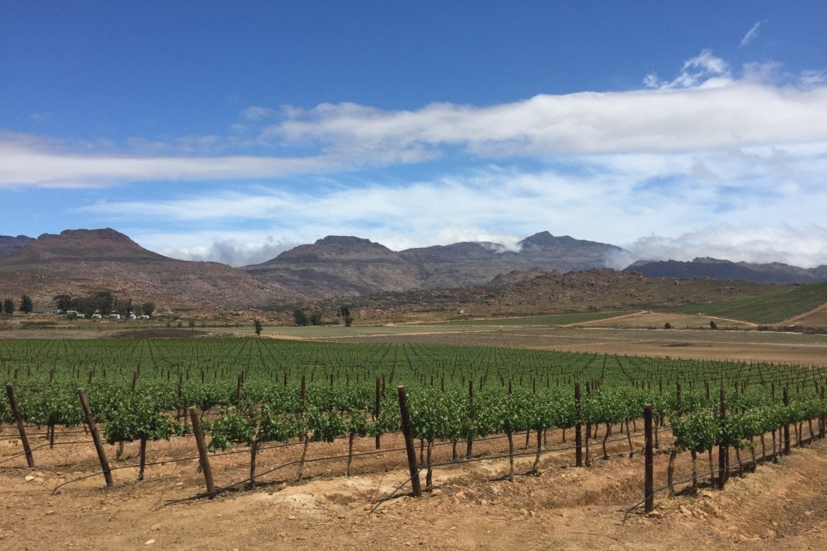 Cederberg wines vineyard