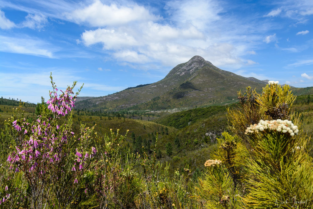 Kareedouw Mountains